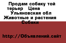 Продам собаку той терьер › Цена ­ 2 500 - Ульяновская обл. Животные и растения » Собаки   
